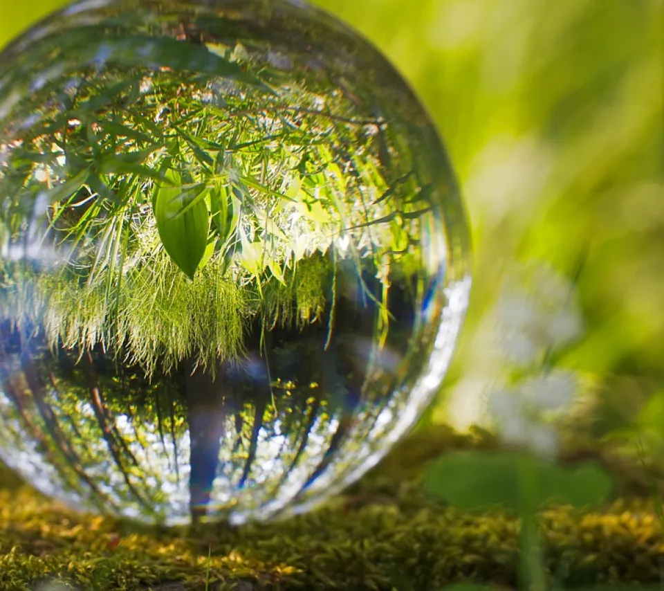 Photographie d'une boule de verre avec des végétaux