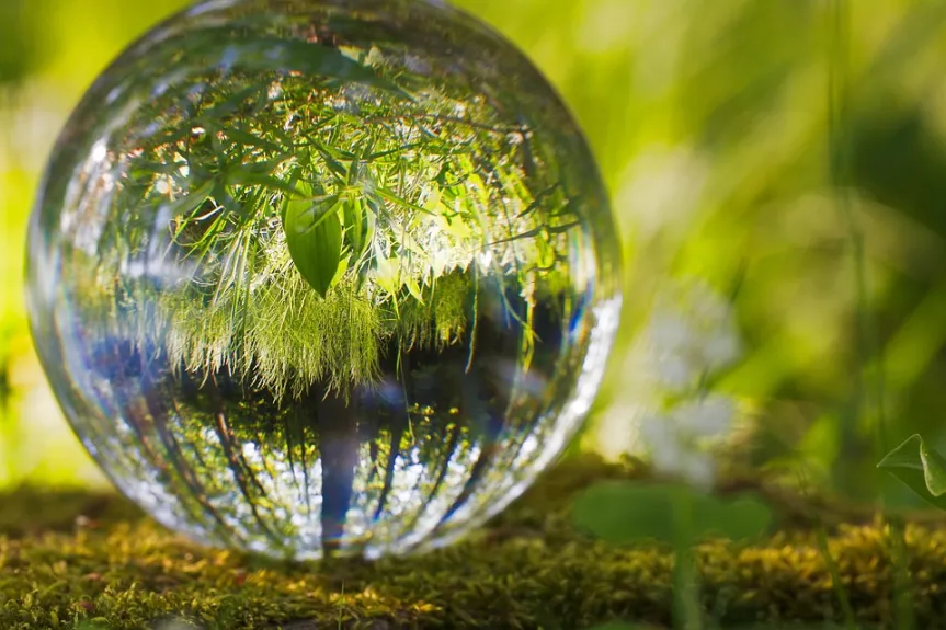 Photographie d'une boule de verre avec des végétaux